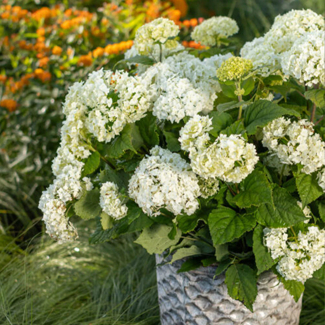 FlowerFull® Smooth Hydrangea - Image 2