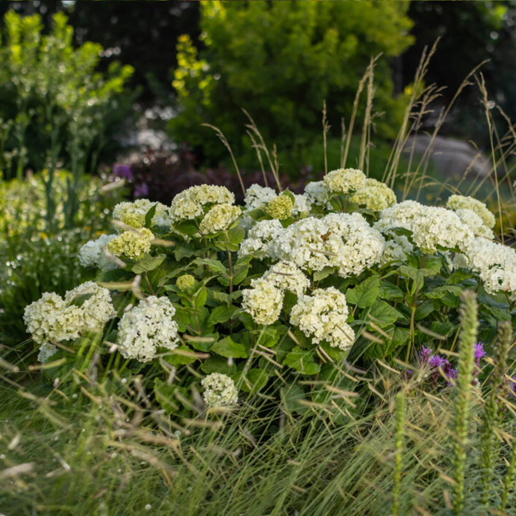 FlowerFull® Smooth Hydrangea - Image 3