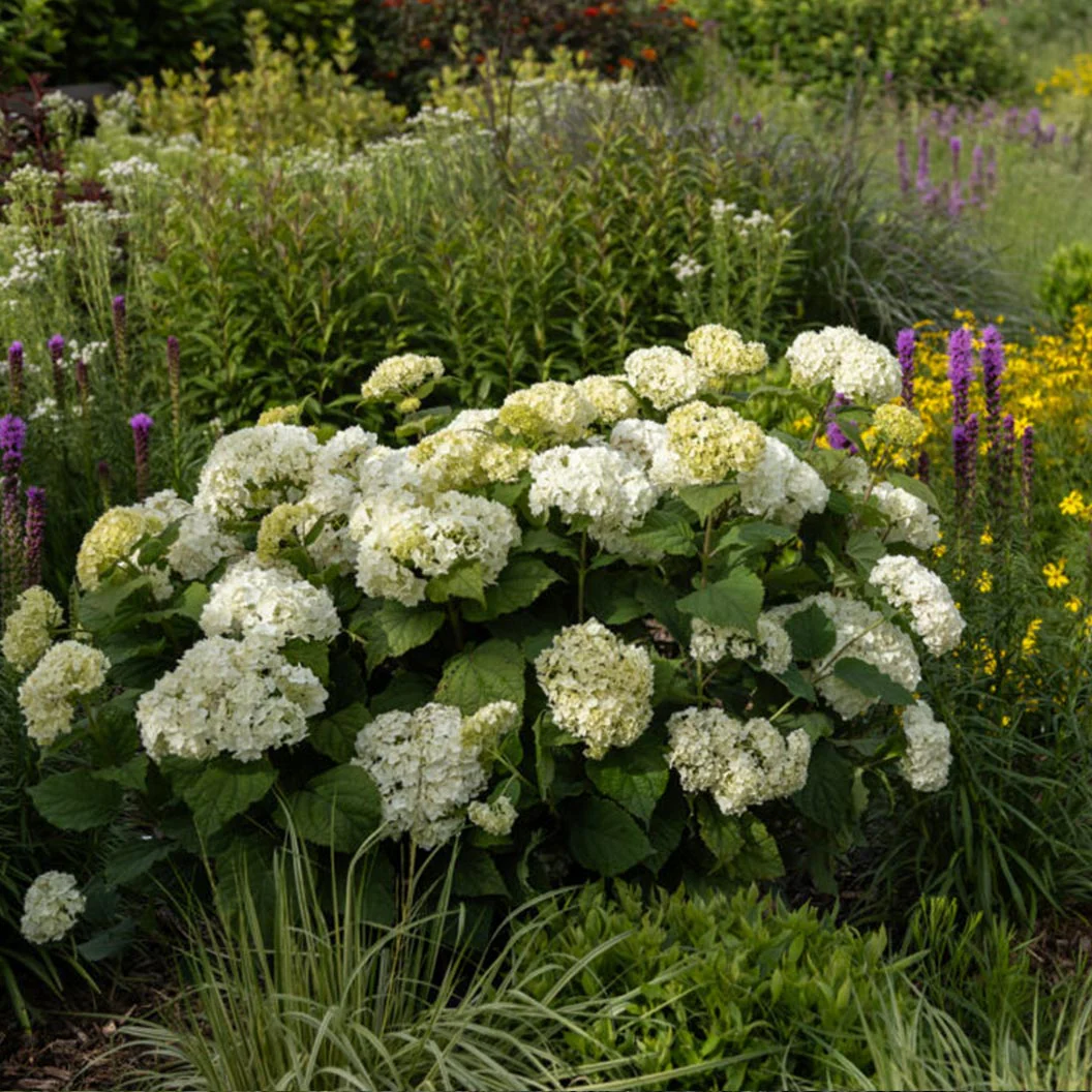 FlowerFull® Smooth Hydrangea - Image 4