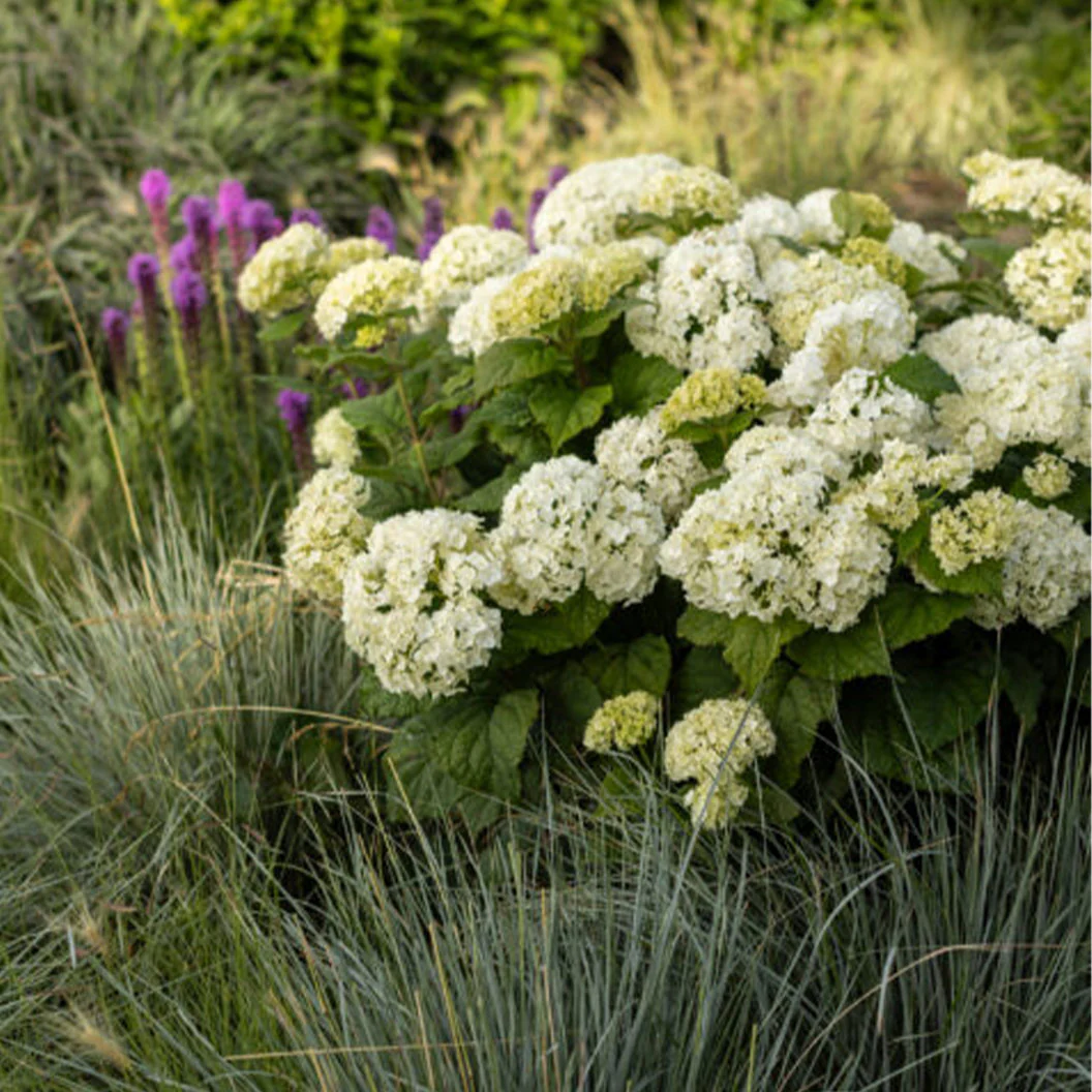 FlowerFull® Smooth Hydrangea - Image 5