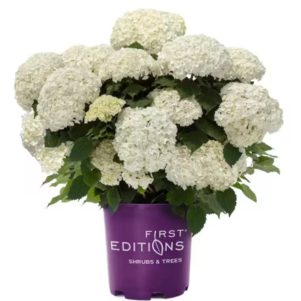 FlowerFull® Smooth Hydrangea - Image 6
