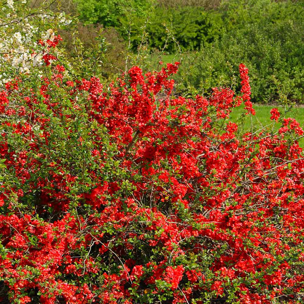 Flowering Quince - Image 3