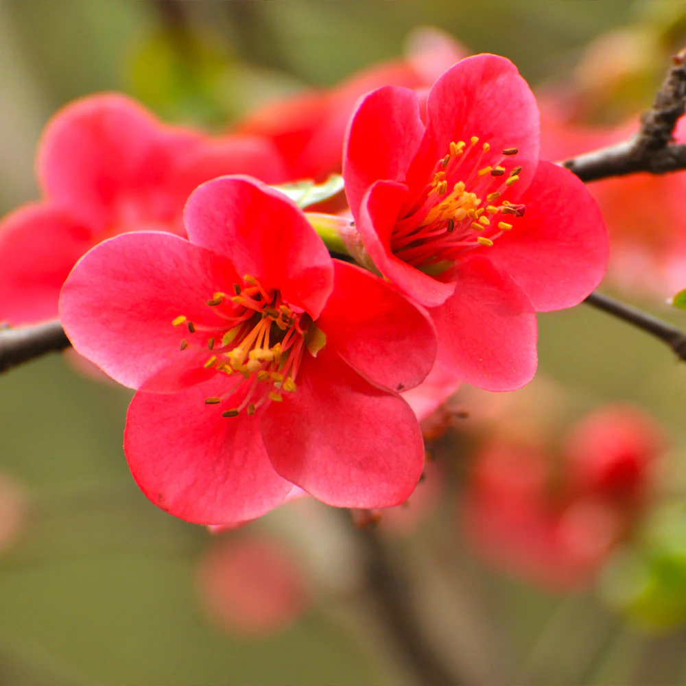 Flowering Quince - Image 4