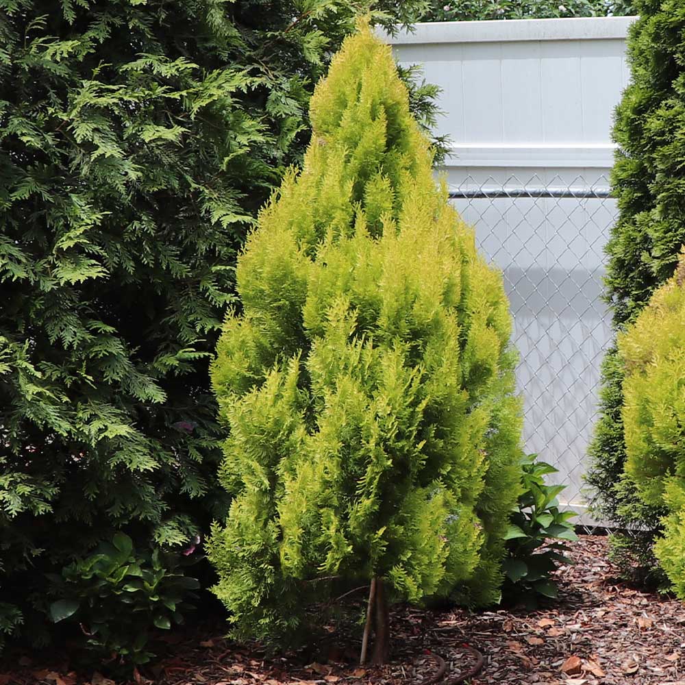 Southern Living® Forever Goldy™ Arborvitae Tree - Image 3