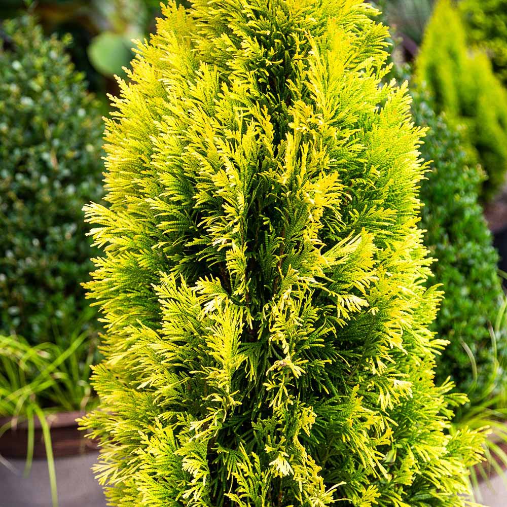 Southern Living® Forever Goldy™ Arborvitae Tree - Image 4