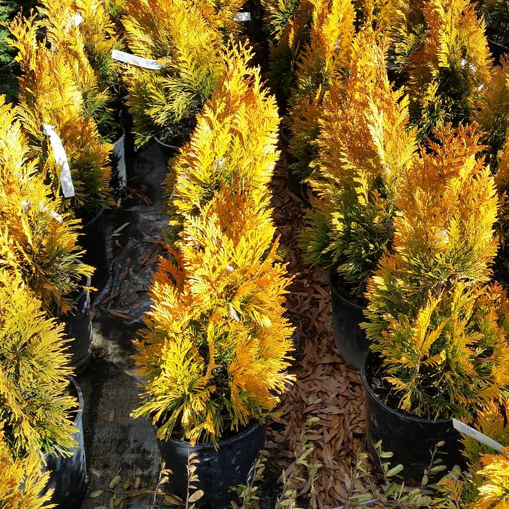 Southern Living® Forever Goldy™ Arborvitae Tree - Image 5