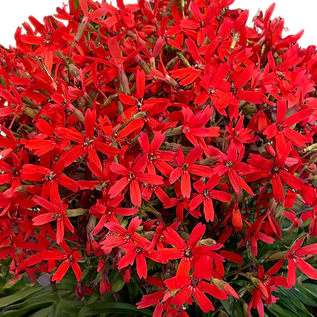 Forged by Fire™ Silene Plant - Image 2