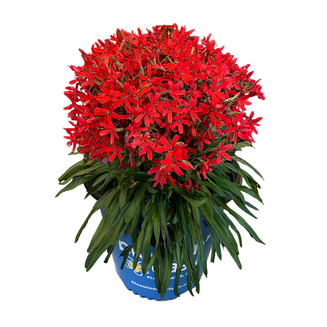 Forged by Fire™ Silene Plant - Image 3