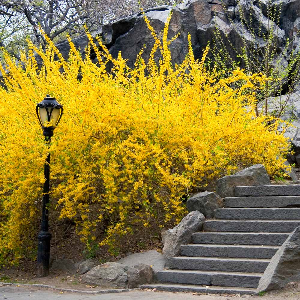 Lynwood Gold Forsythia Shrub - Image 2