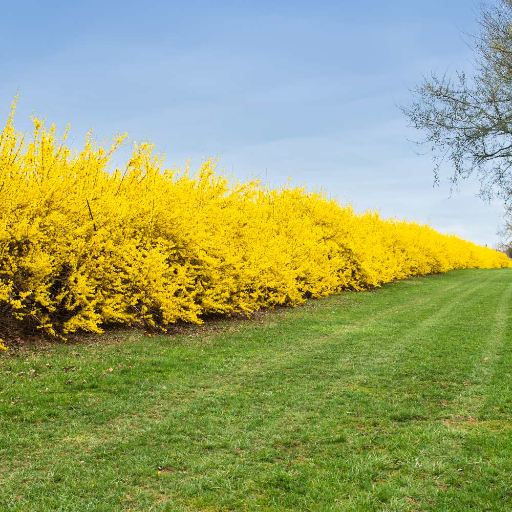 Lynwood Gold Forsythia Shrub - Image 3