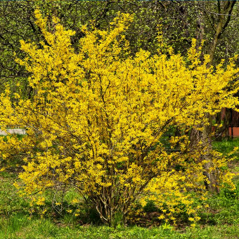 Lynwood Gold Forsythia Shrub - Image 4