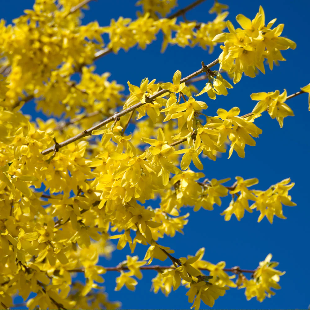 Lynwood Gold Forsythia Shrub - Image 5