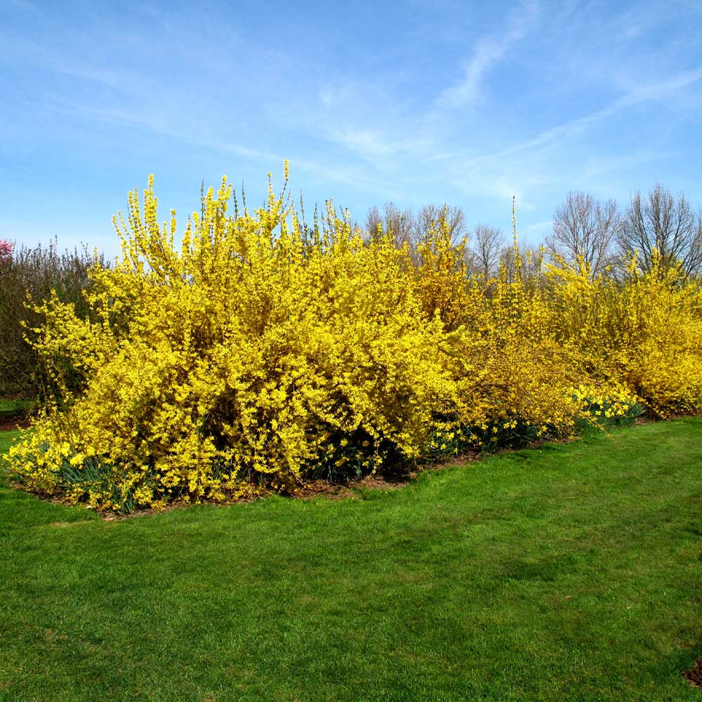 Lynwood Gold Forsythia Shrub - Image 6