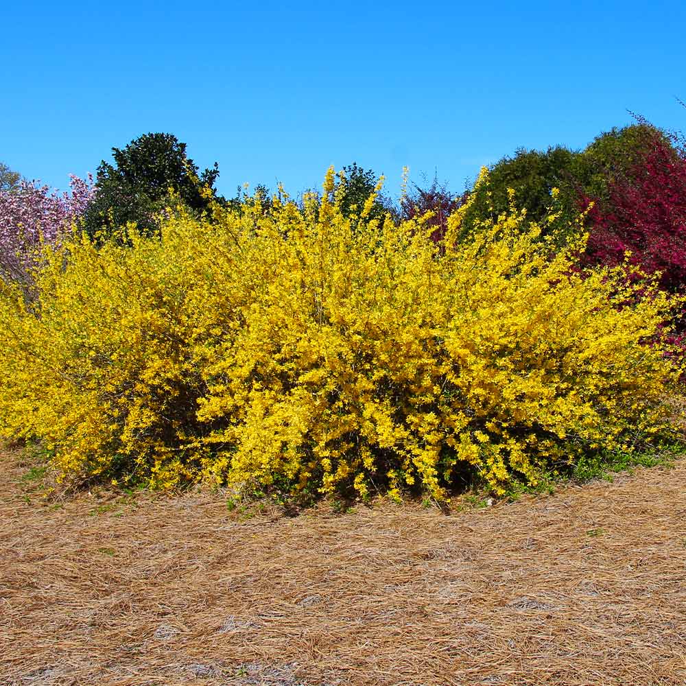 Lynwood Gold Forsythia Shrub - Image 7