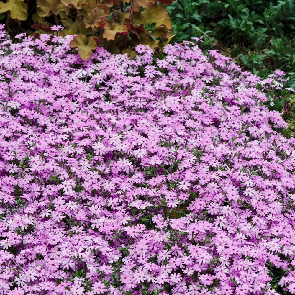 Fort Hill Creeping Phlox Plant - Image 2