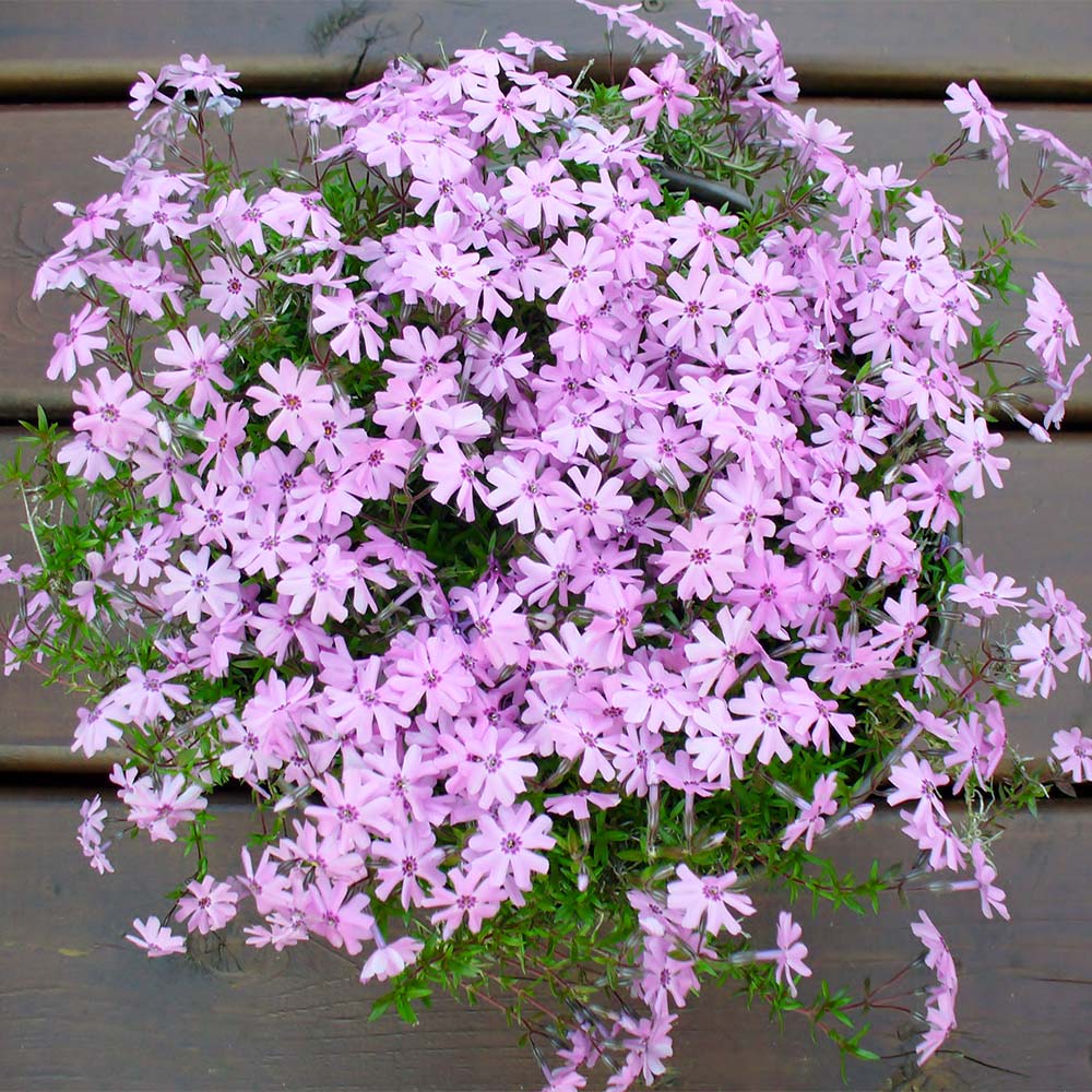 Fort Hill Creeping Phlox Plant - Image 3