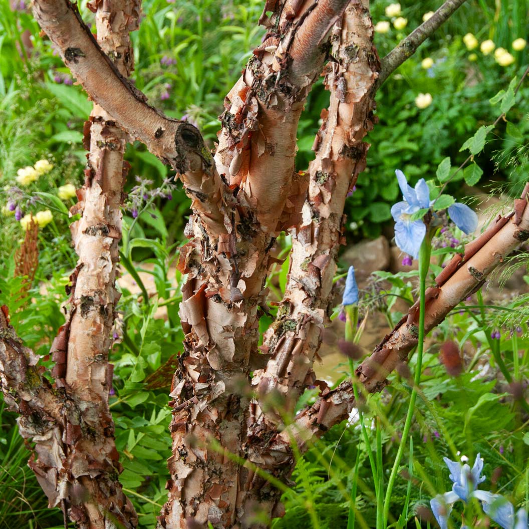 Fox Valley® River Birch Tree - Image 3