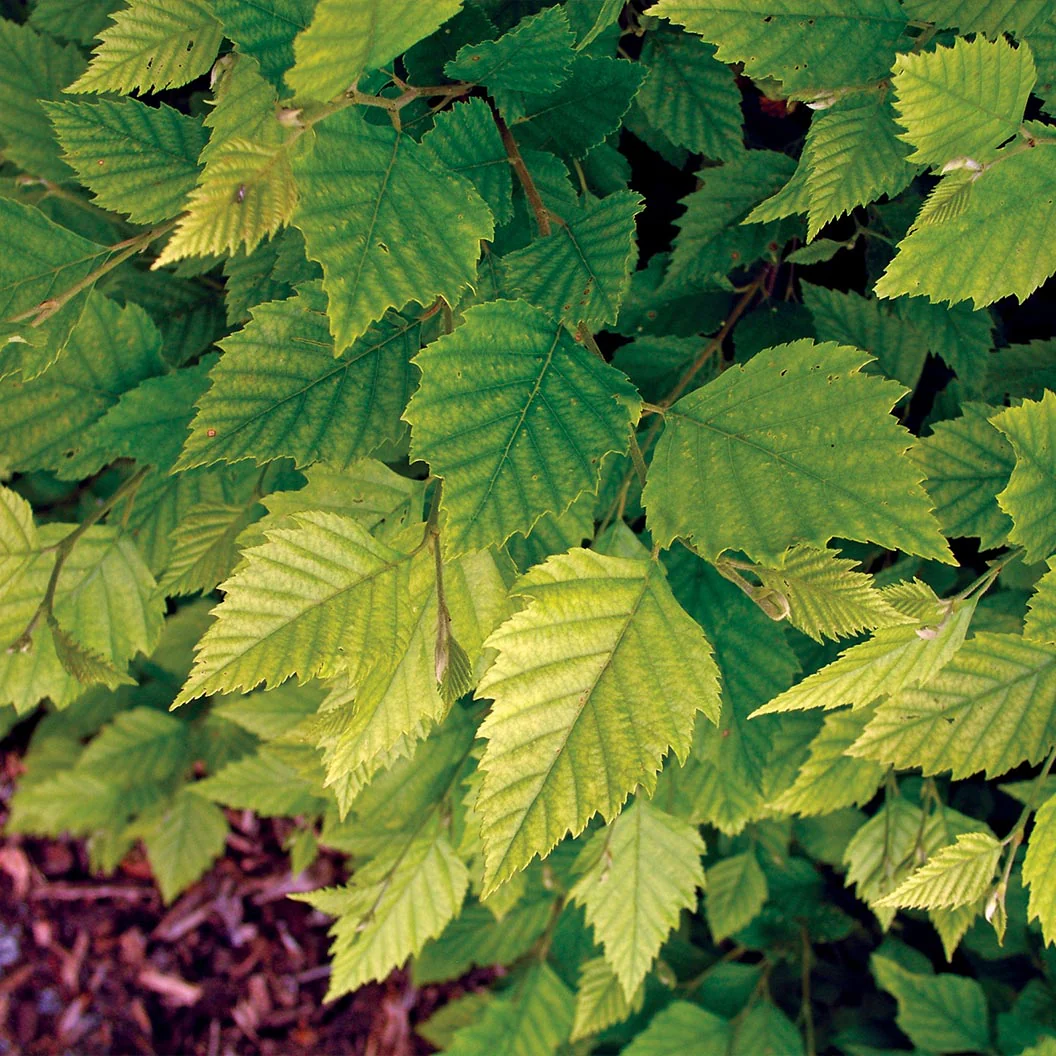 Fox Valley® River Birch Tree - Image 4