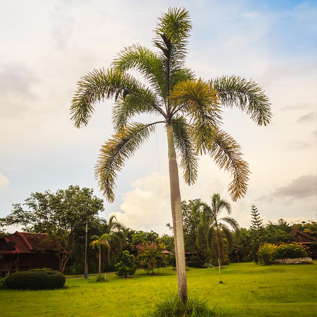 Foxtail Palm Tree - Image 2