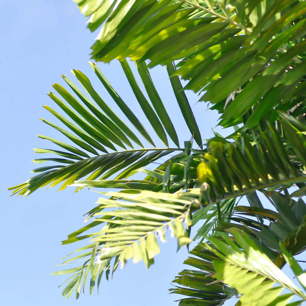Foxtail Palm Tree - Image 3