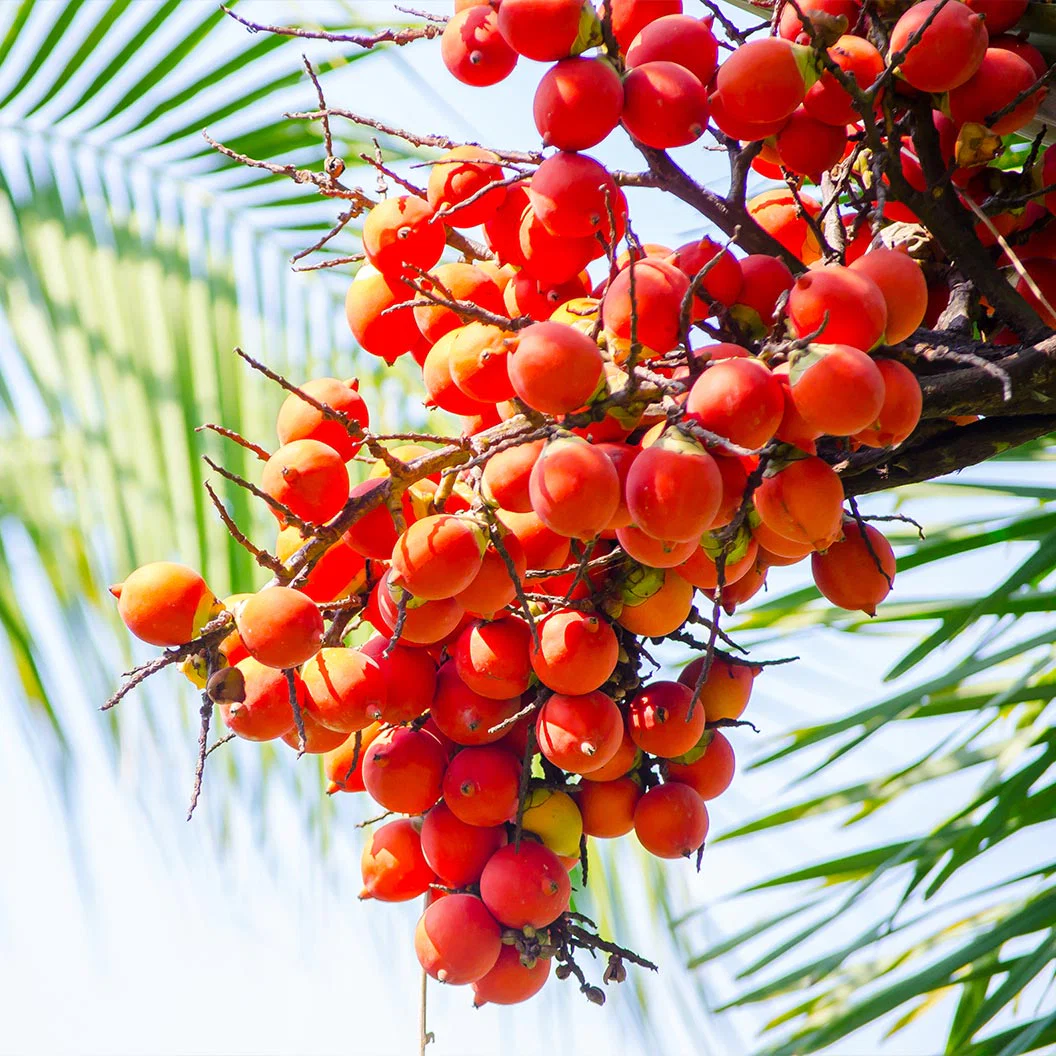 Foxtail Palm Tree - Image 4