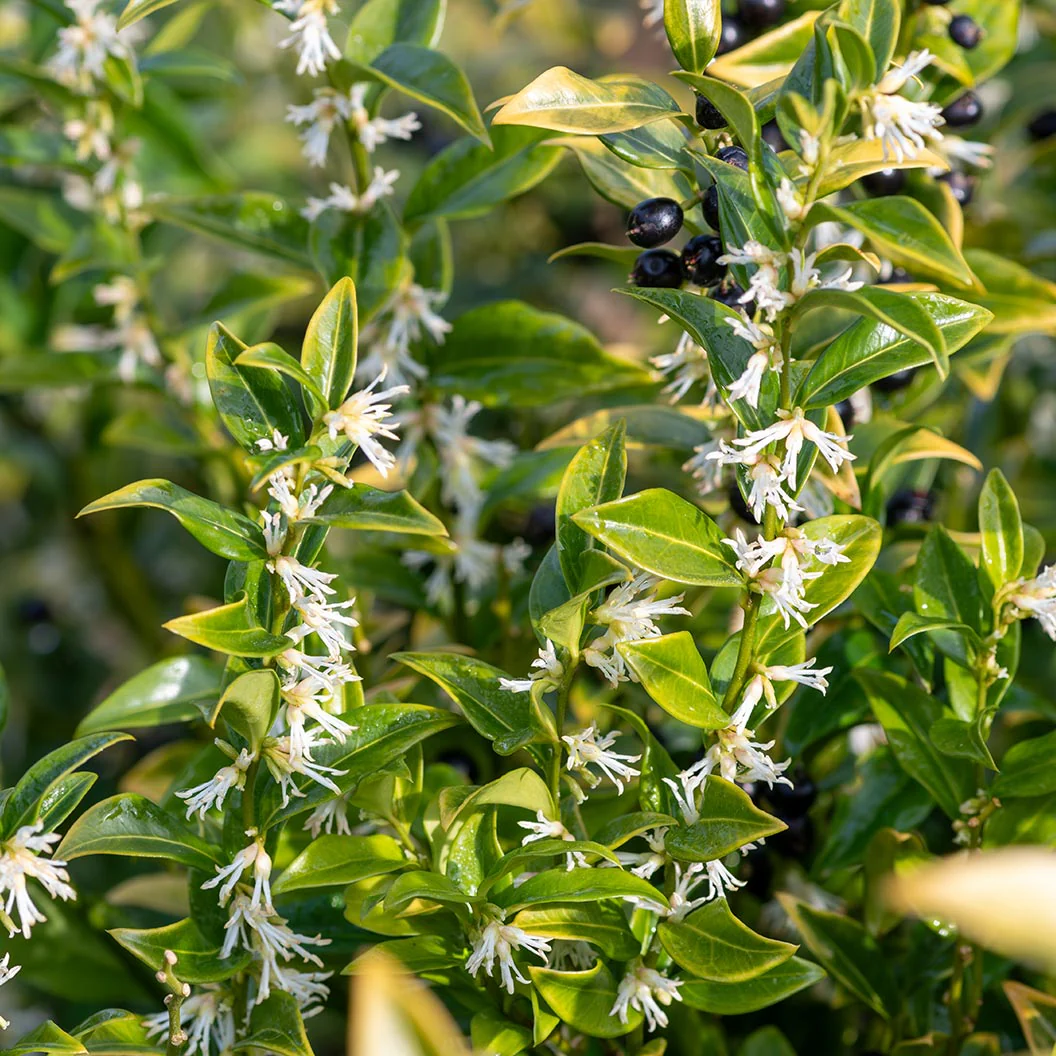 Fragrant Valley Sarcococca Shrub - Image 2