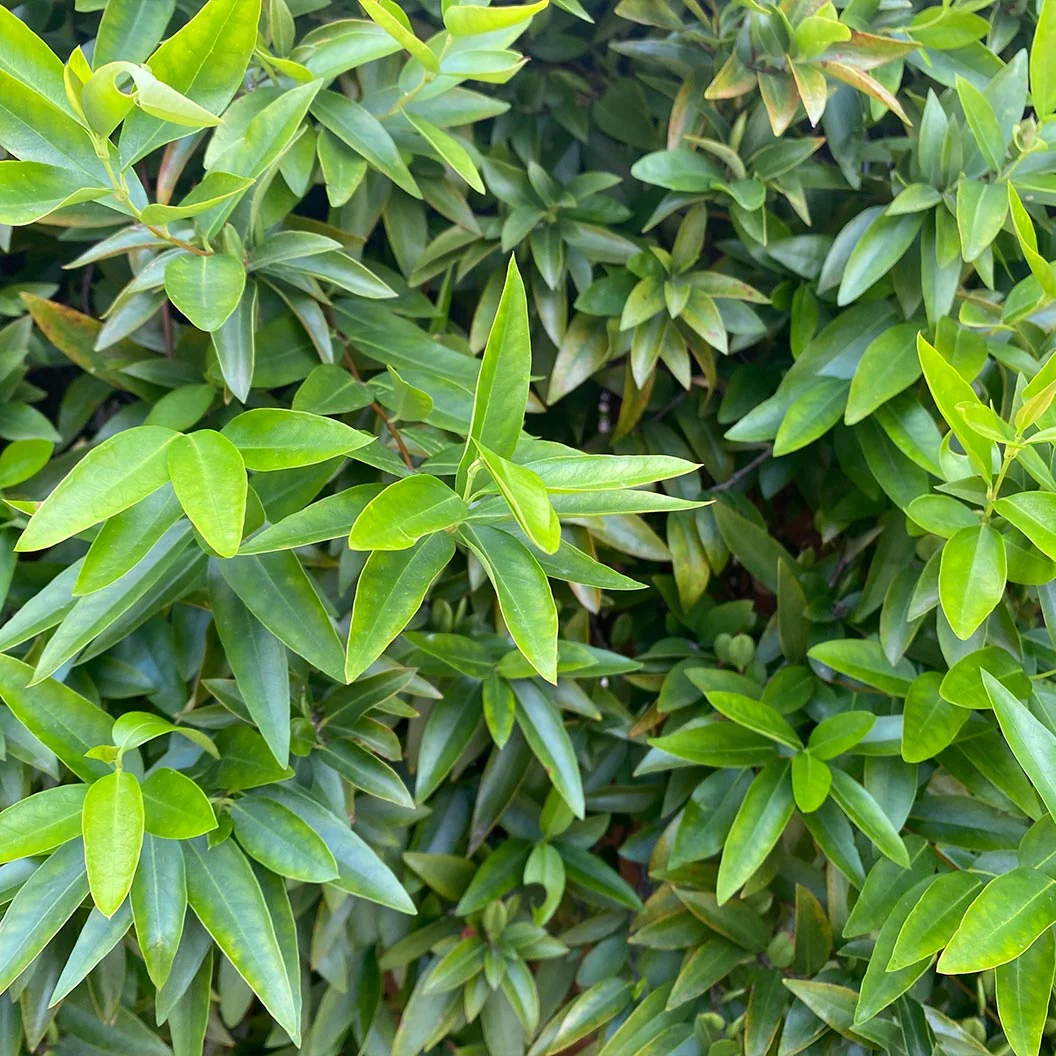 Fragrant Valley Sarcococca Shrub - Image 3