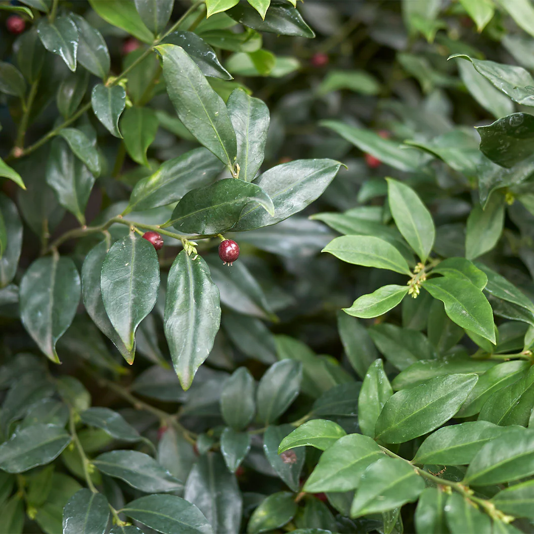 Fragrant Valley Sarcococca Shrub - Image 4