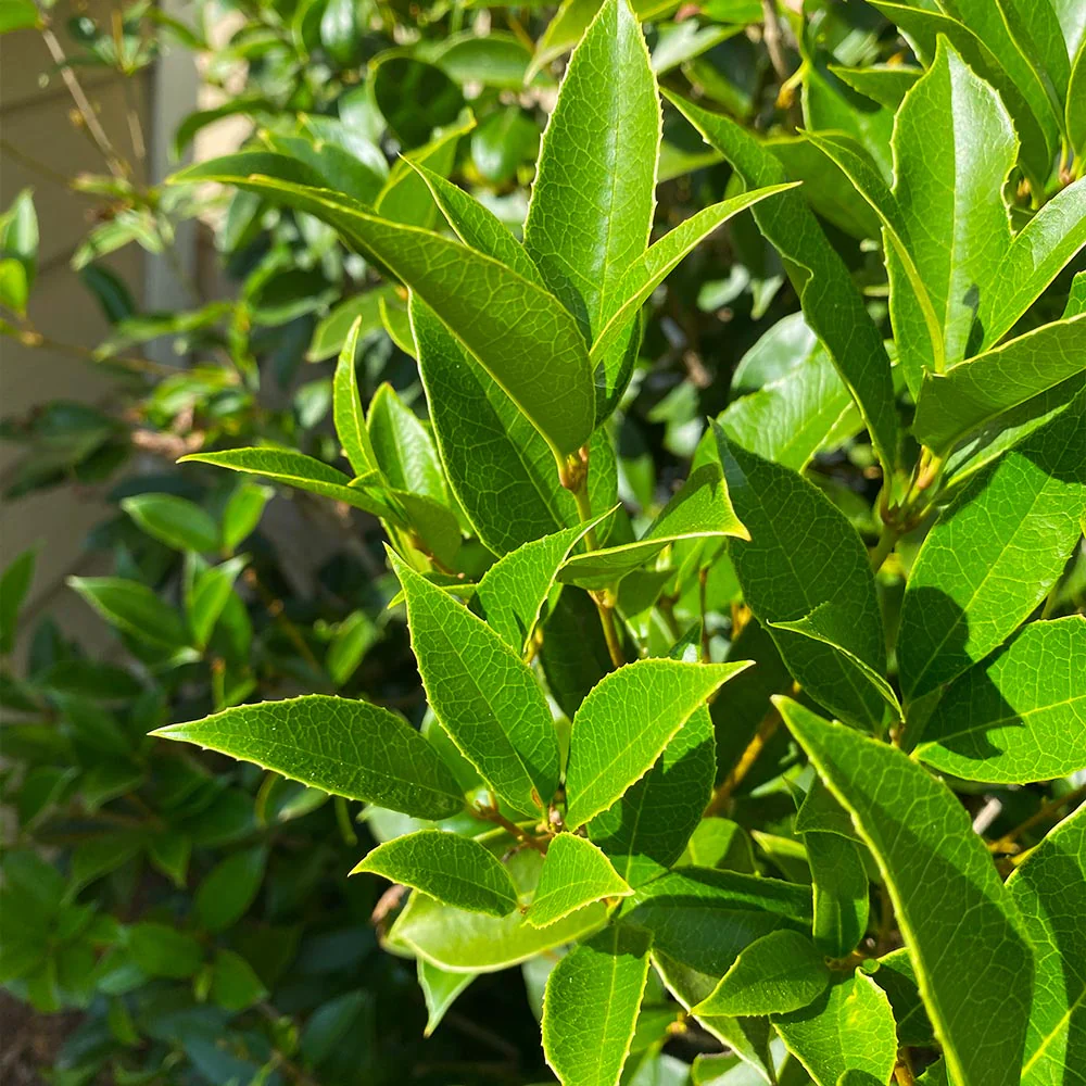 Fragrant Tea Olive Tree - Image 3