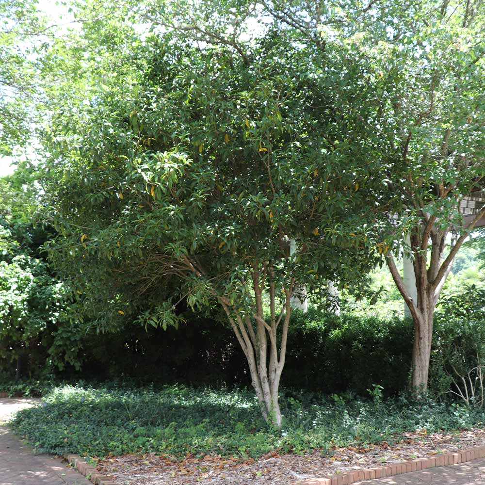 Fragrant Tea Olive Tree - Image 5