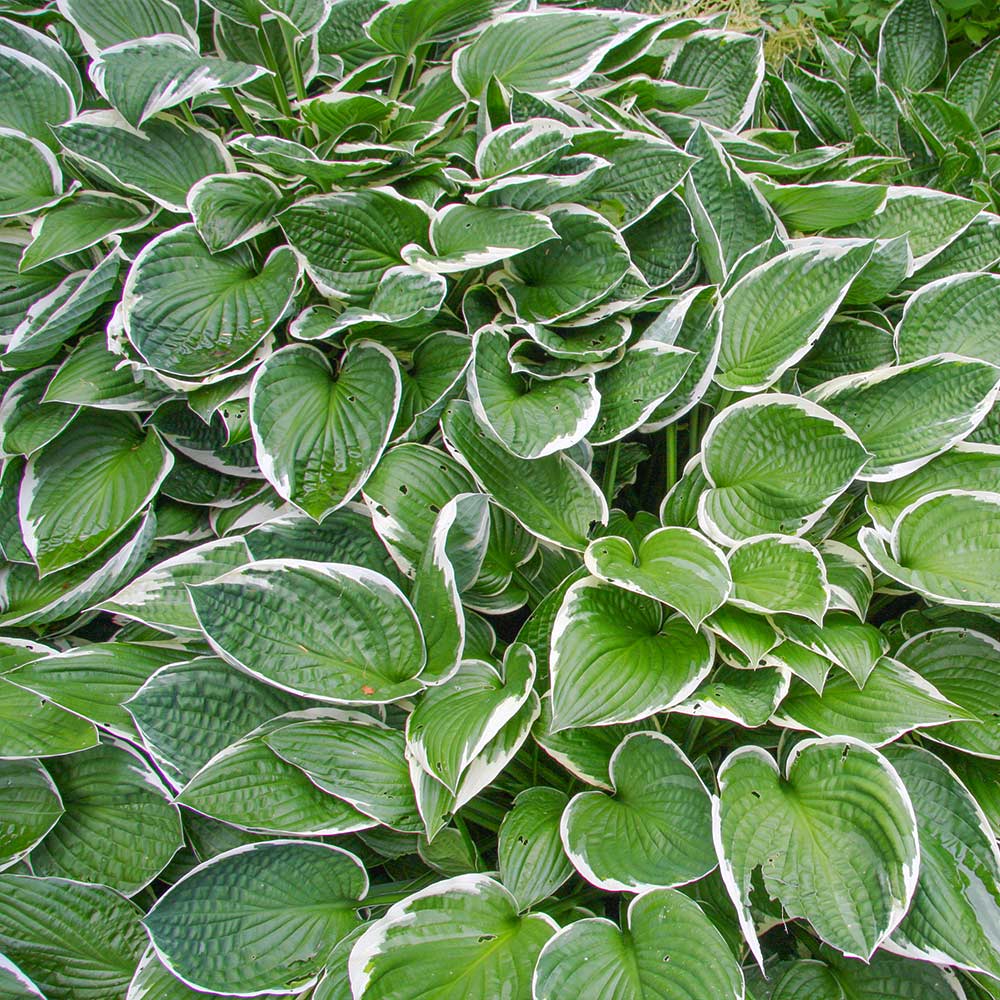 Francee Hosta Plant - Image 3