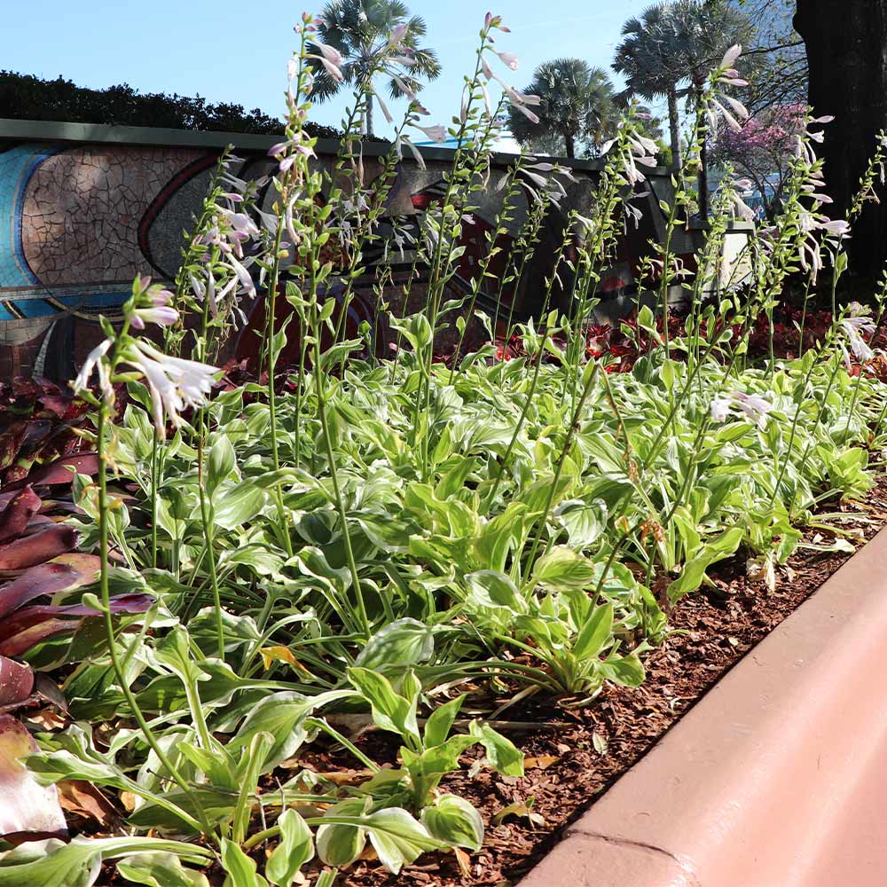 Francee Hosta Plant - Image 4