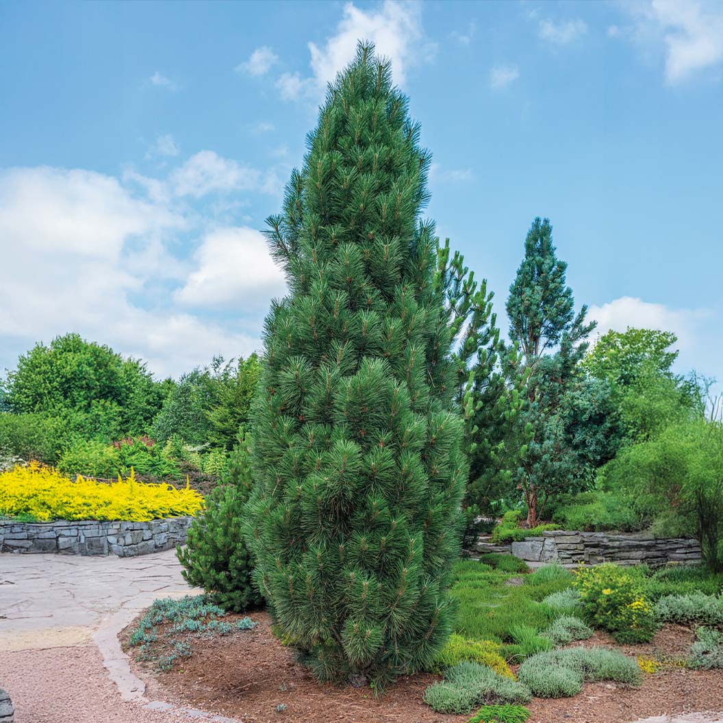 Frank Austrian Pine Tree - Image 2