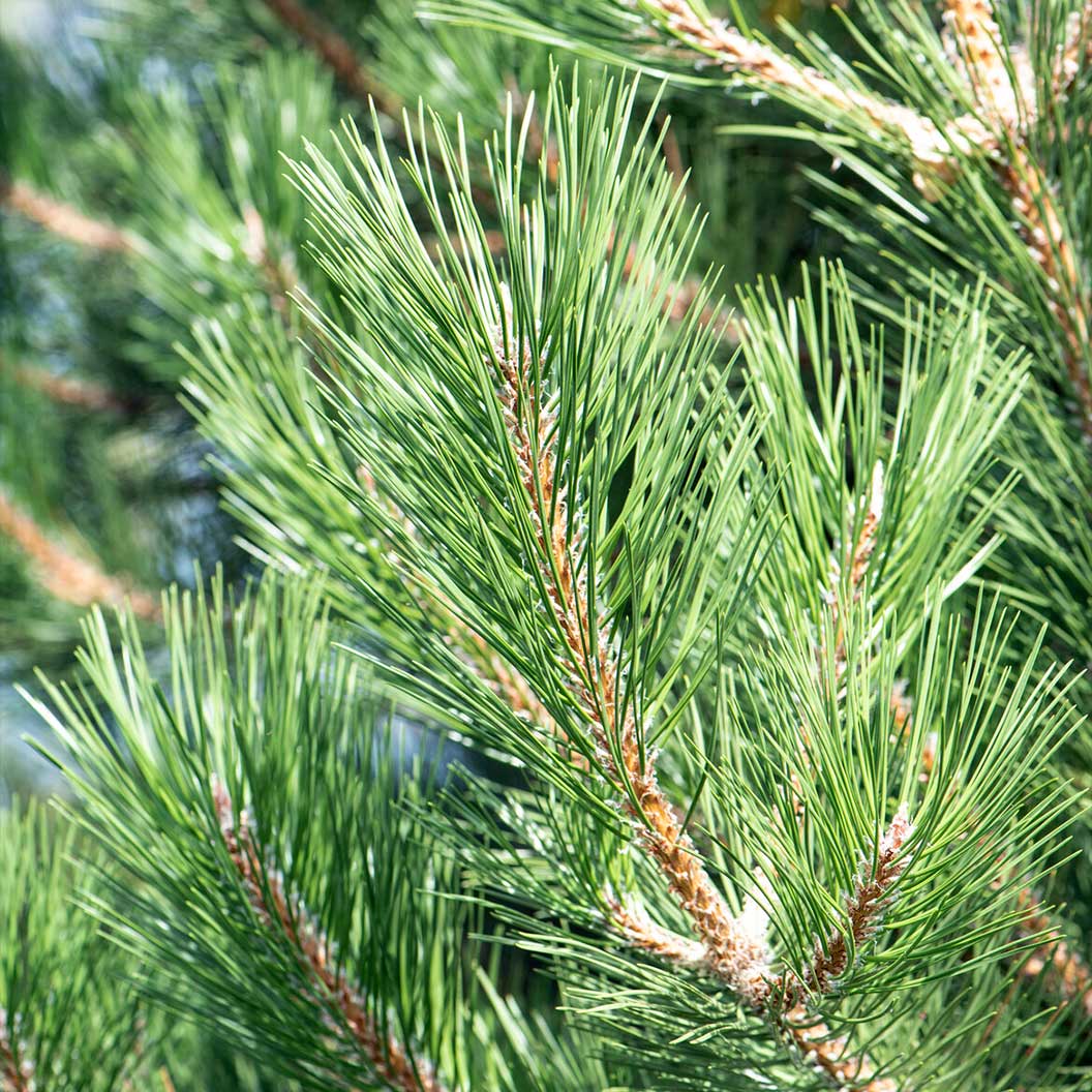 Frank Austrian Pine Tree - Image 3