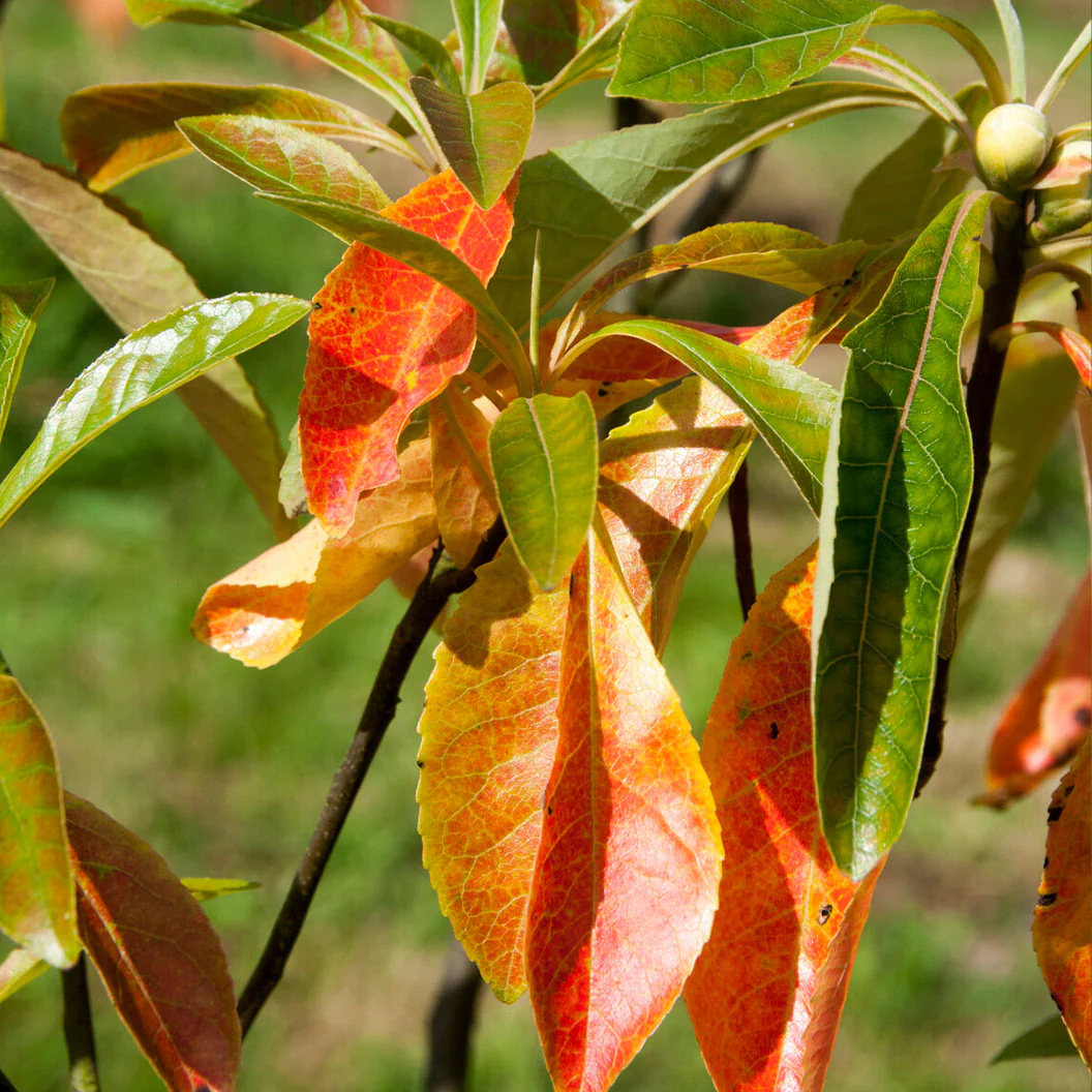 Franklin Tree - Image 3