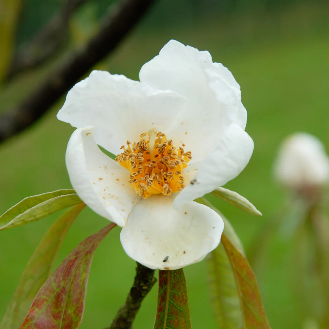 Franklin Tree - Image 4
