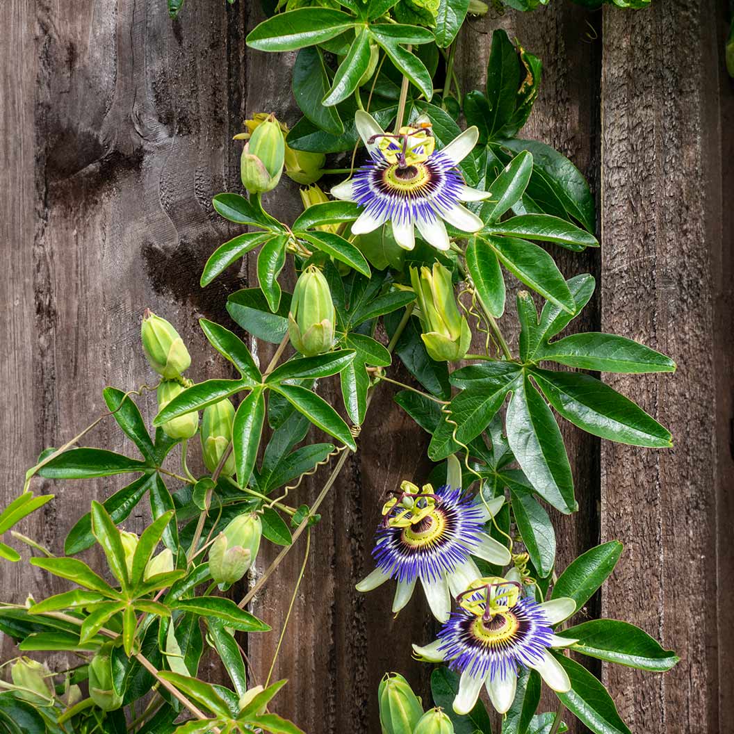 Frederick Passion Fruit Vine - Image 2