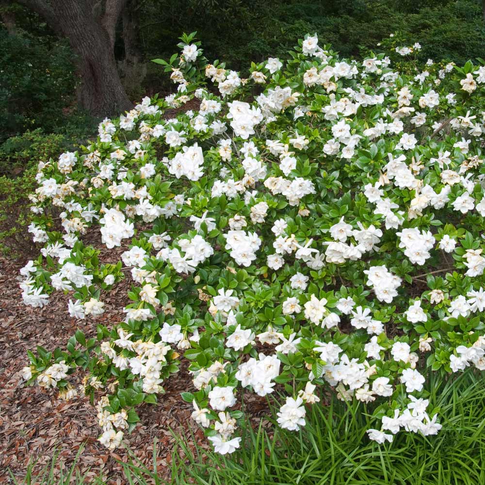 Frost Proof Gardenia Shrub - Image 4