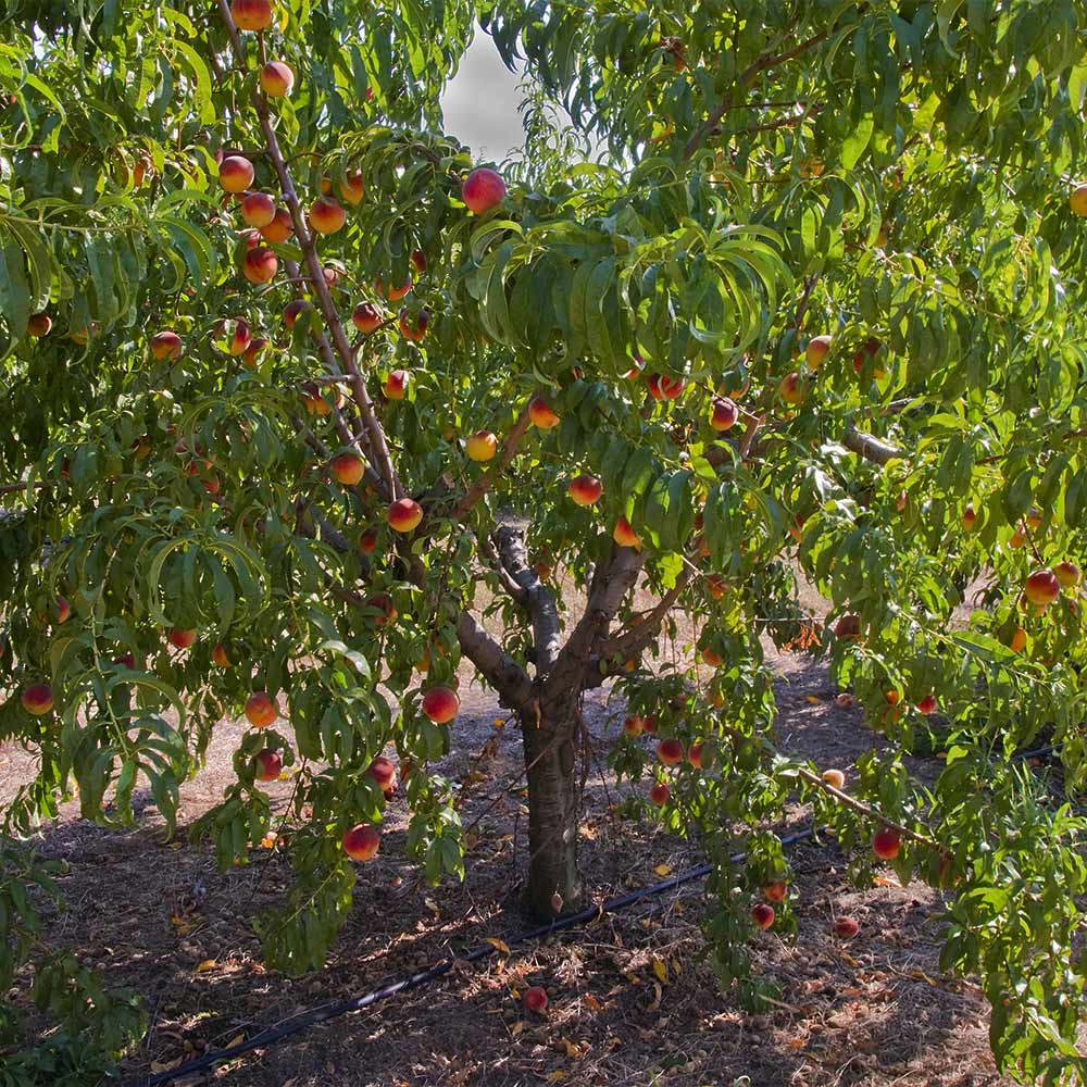 Frost Proof Peach Tree - Image 3
