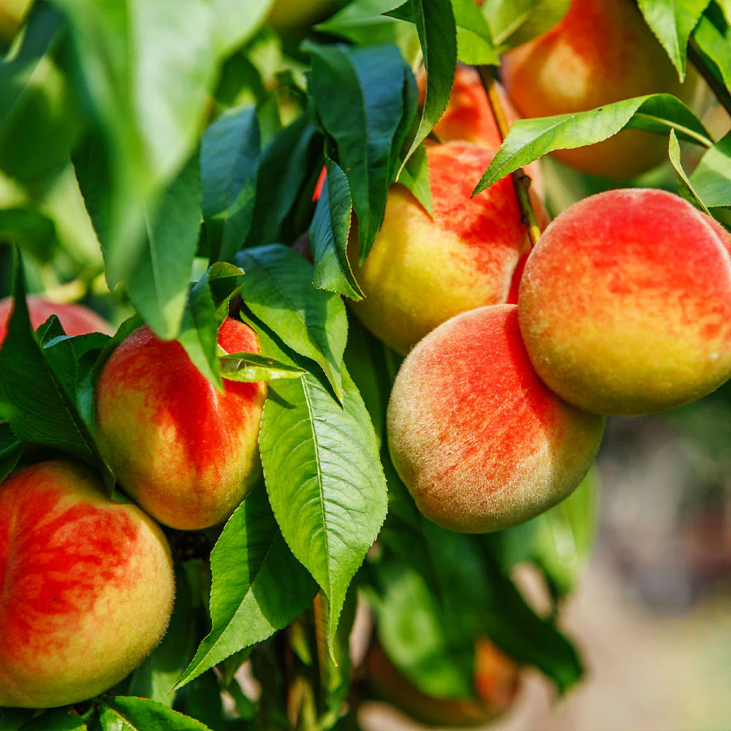 Frost Proof Peach - Image 2