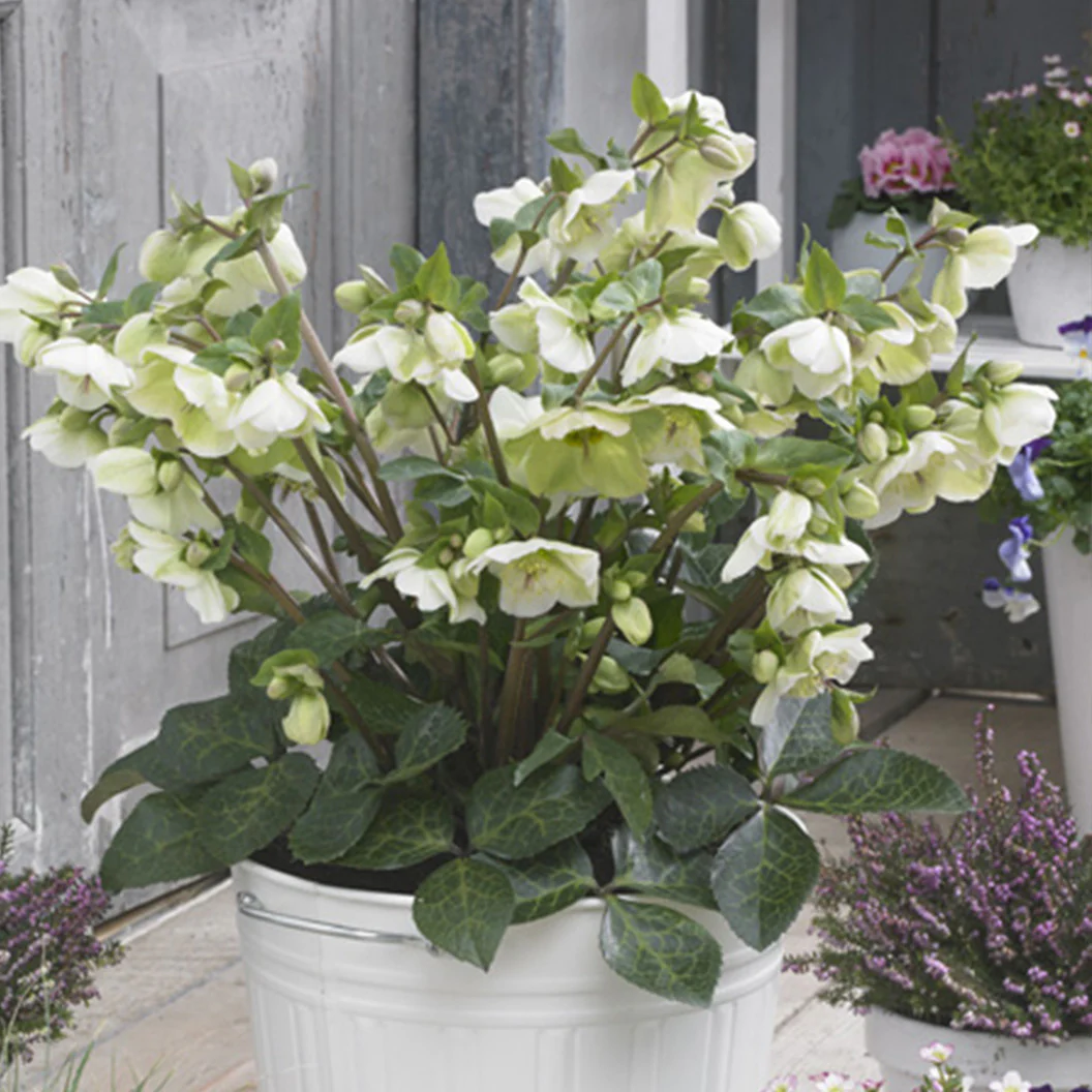 FrostKiss™ Molly's White® Hellebore - Image 2