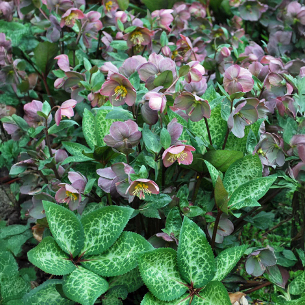 FrostKiss™ Penny's Pink® Hellebore - Image 2
