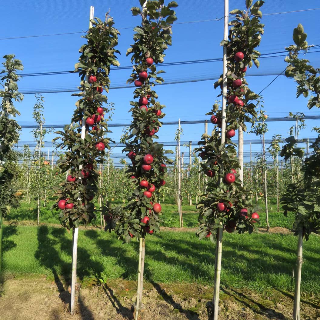 Fruit Snacks® All Red™ Columnar Apple Tree - Image 2