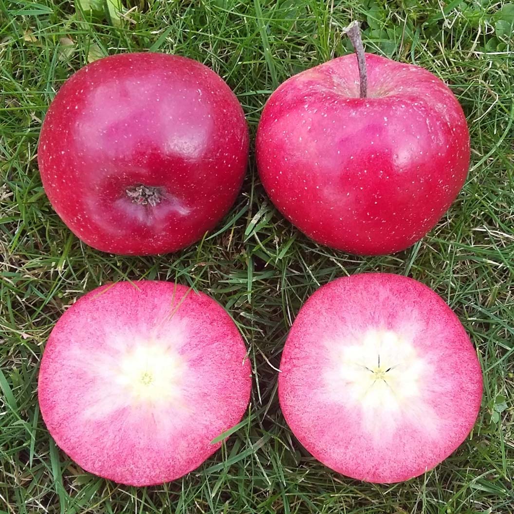 Fruit Snacks® All Red™ Columnar Apple Tree - Image 3