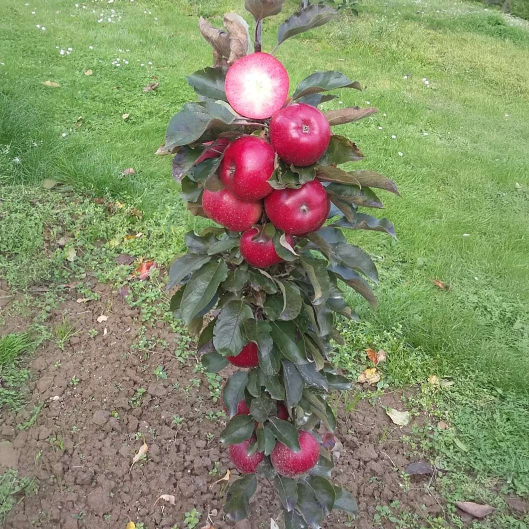 Fruit Snacks® All Red™ Columnar Apple Tree - Image 4