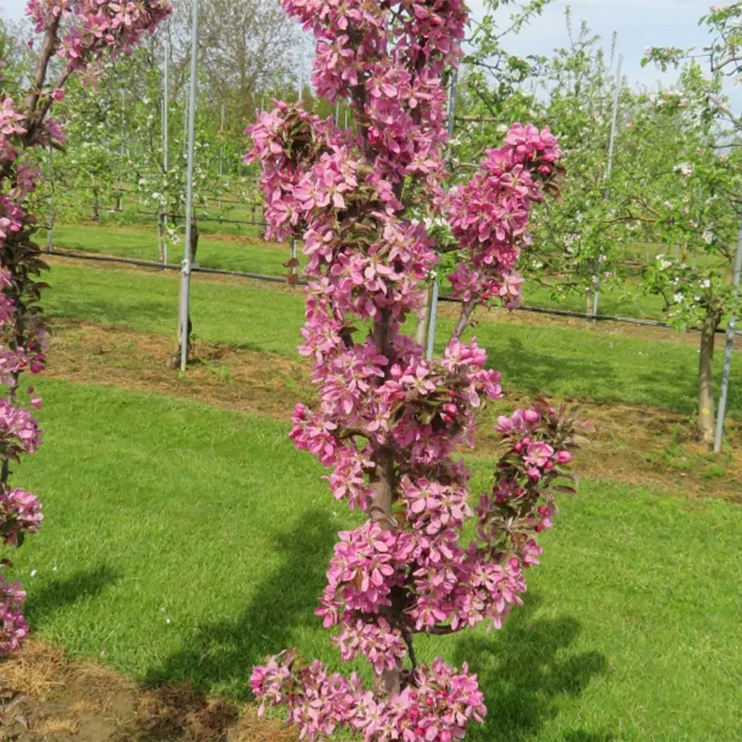 Fruit Snacks® All Red™ Columnar Apple Tree - Image 5