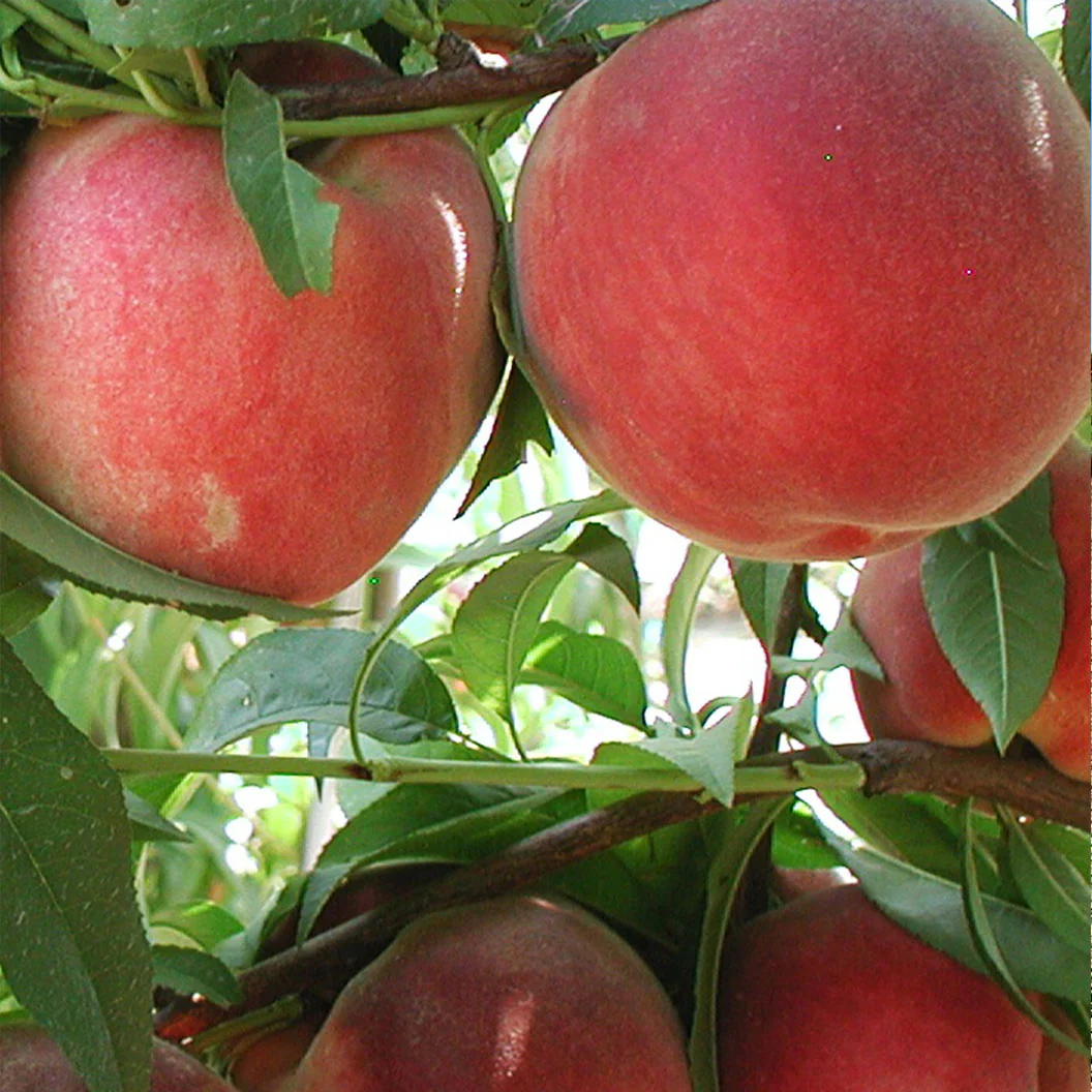 Fruit Snacks® Blushing Pearl™ Columnar Peach Tree - Image 2