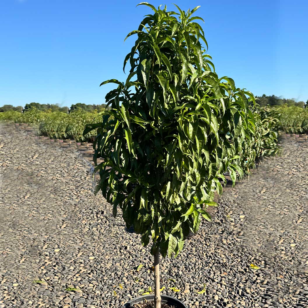 Fruit Snacks® Blushing Pearl™ Columnar Peach Tree - Image 3