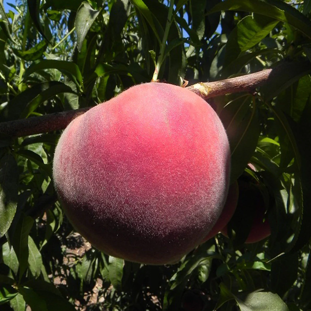Fruit Snacks® Sweet Sensation™ Dwarf Peach Tree - Image 2