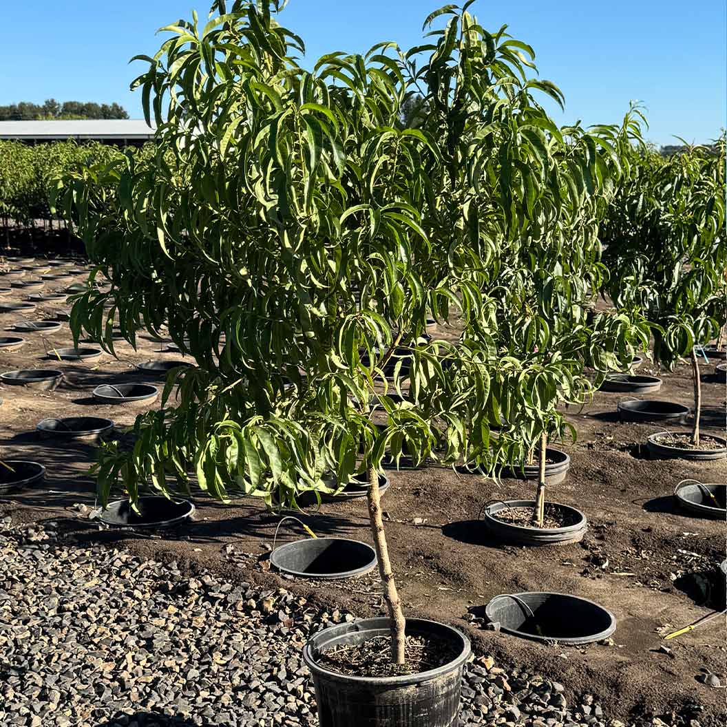 Fruit Snacks® Sweet Sensation™ Dwarf Peach Tree - Image 3